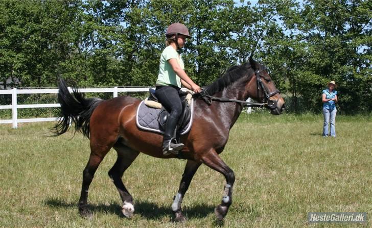 Irsk Sportspony Nancy † R.I.P 11/1-10 † - Vi rider Dressur billede 2