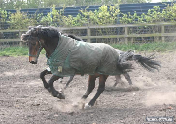 Irsk Sportspony Nancy † R.I.P 11/1-10 † - Nancy på Fold xD billede 3