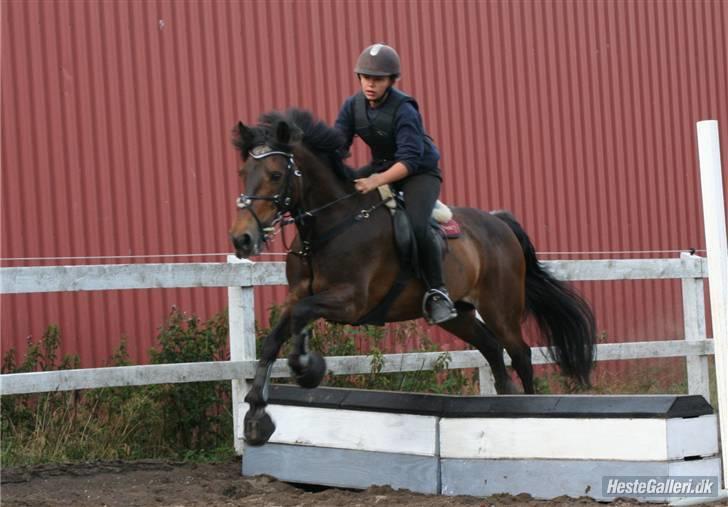 Irsk Sportspony Nancy † R.I.P 11/1-10 † - BabyJump :D  billede 5