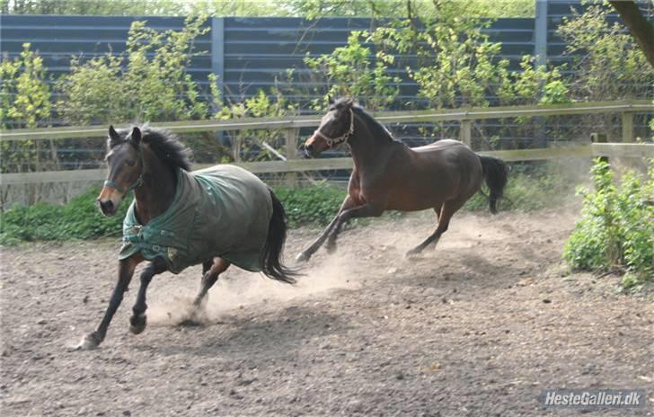 Irsk Sportspony Nancy † R.I.P 11/1-10 † - Nancy og Tanja leger (: billede 6