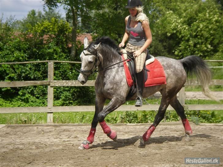 Tysk Sportspony Vindeholms Safir - SOLGT - dressurtræning juni, ikke se på mig, jeg er lidt spasser på det her billede xD billede 15