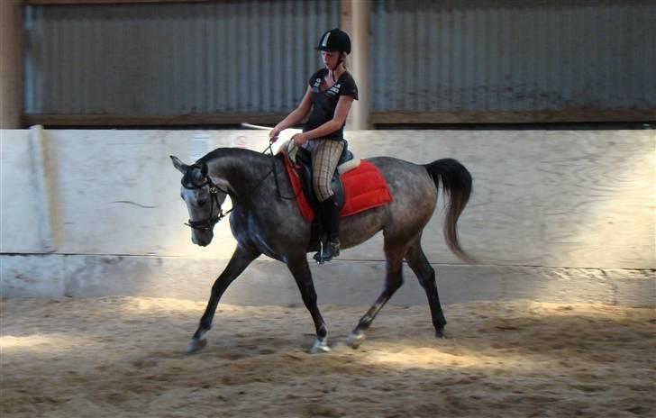 Tysk Sportspony Vindeholms Safir - SOLGT - lidt dressur (: billede 19