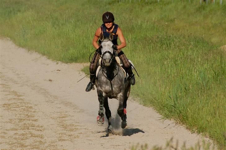 Tysk Sportspony Vindeholms Safir - SOLGT - galoptræning på klampenborg galopbane billede 20
