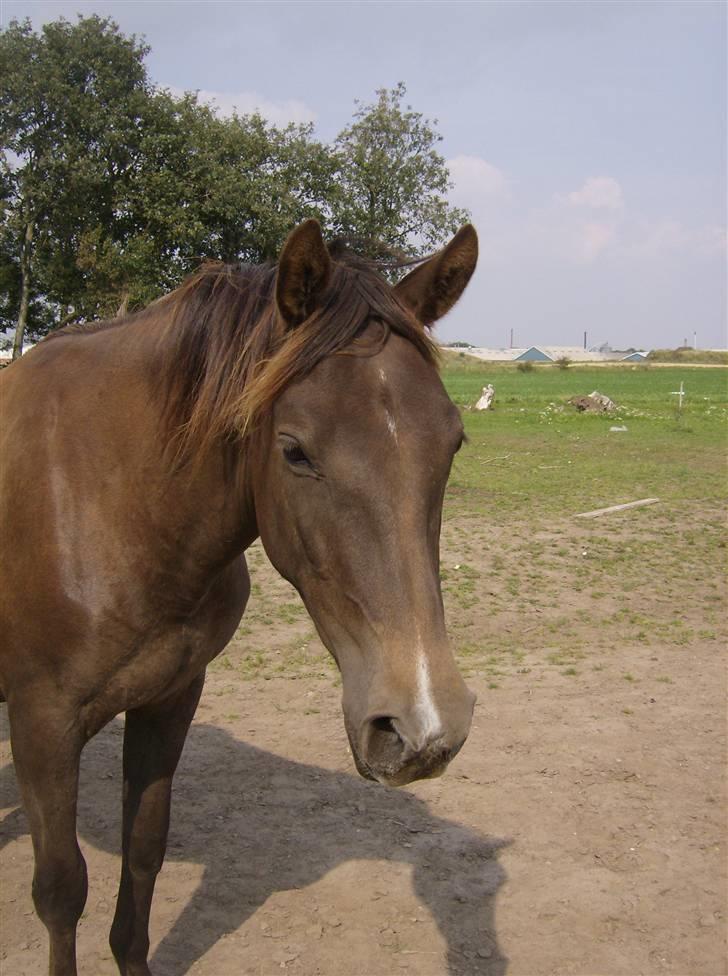 Anden særlig race Agapi - Agapi her i sommers... Lige godt 2 år... billede 1