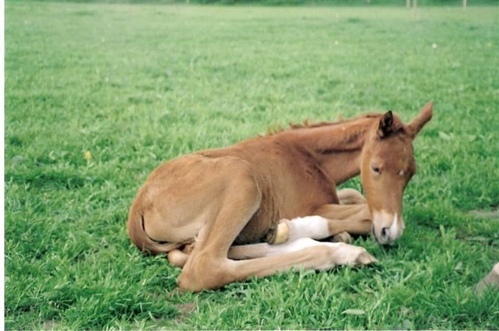 Anden særlig race Agapi - Nyfødt føller billede 2