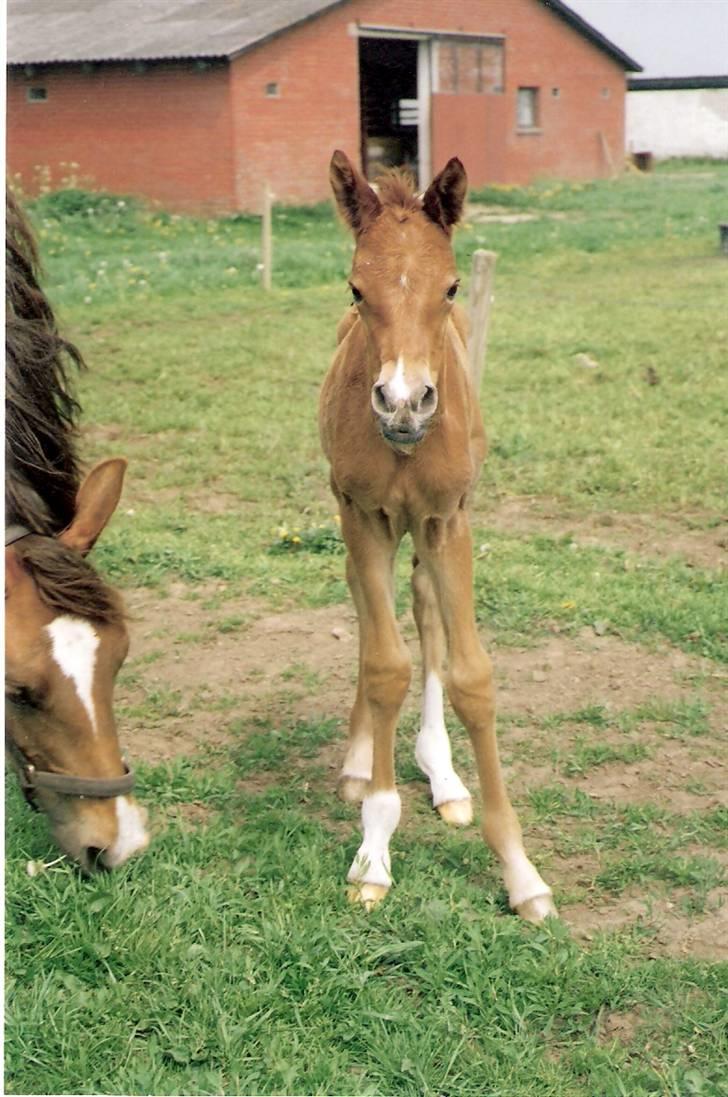 Anden særlig race Agapi - Og så er man kommet på benene! billede 3