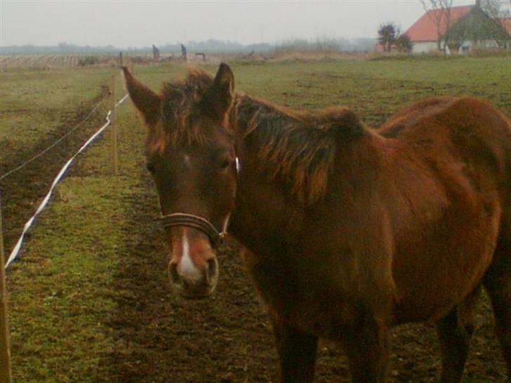 Anden særlig race Agapi - Agapi som åring´s.... Så kan man altså godt se lidt pjusket og fortørnet ud.... billede 4