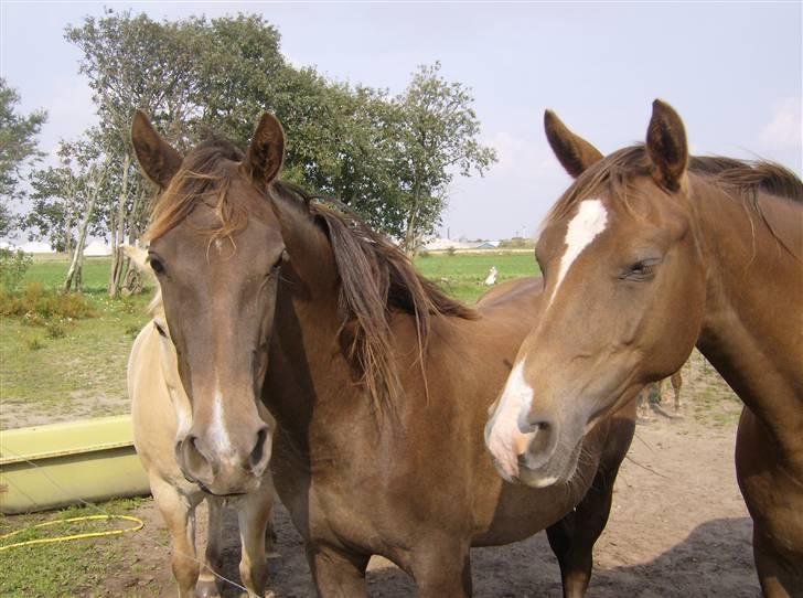 Anden særlig race Agapi - Agapi og "moar"... billede 5
