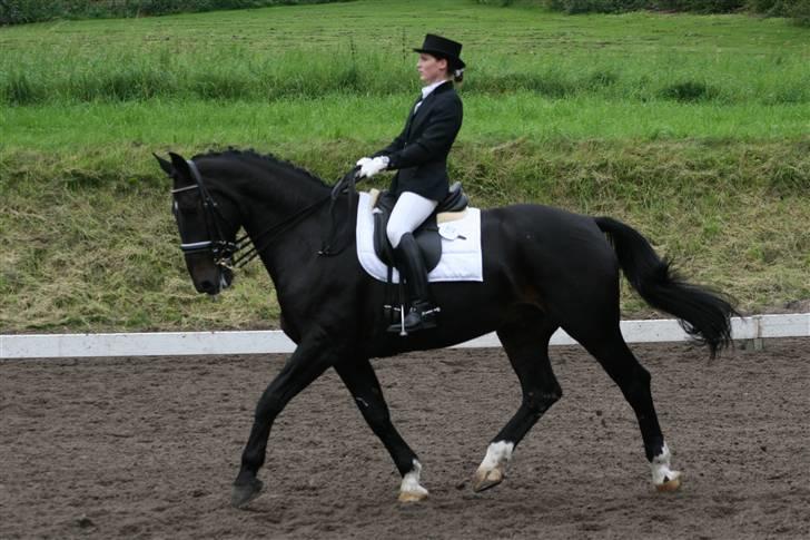 Oldenborg Max af Østerholm (RIP) - Stævne i Holte august 2007 - MB1 dressur billede 13