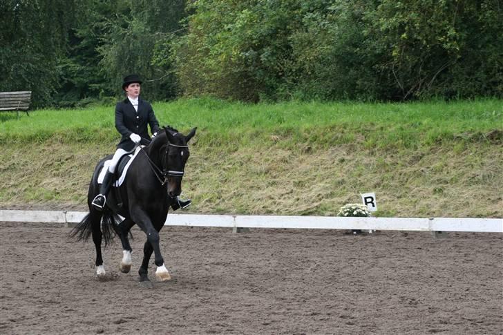 Oldenborg Max af Østerholm (RIP) - Stævne i Holte august 2007 - MB1 dressur billede 14