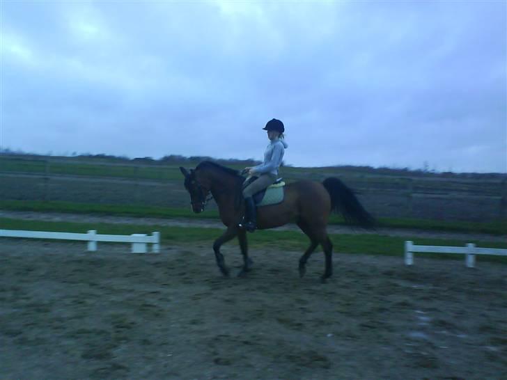 Arabisk fuldblod (OX) Ibn Sapa OX  - Mig og Sapa - dressur træning torsdag 13. marts 2008 billede 15