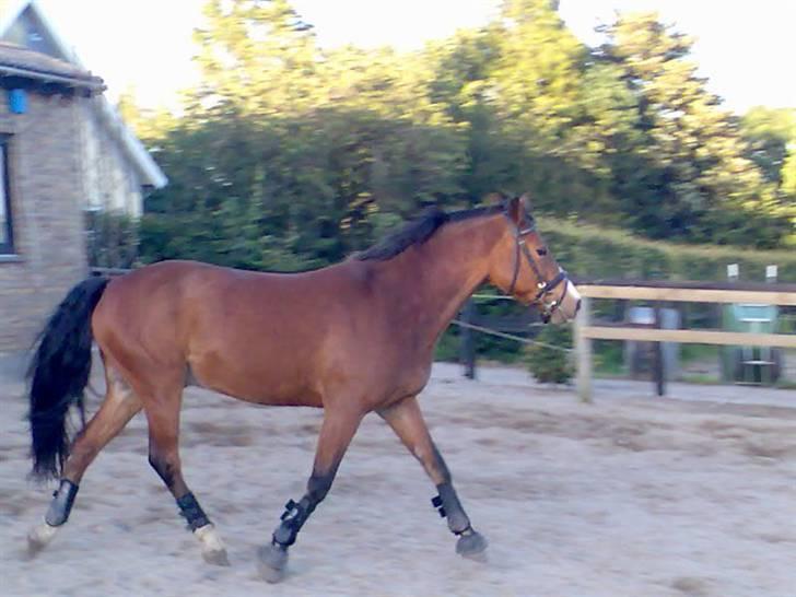 New Forest Starlight(R.I.P) - Har han ikke bare en fin trav:0)?? billede 6