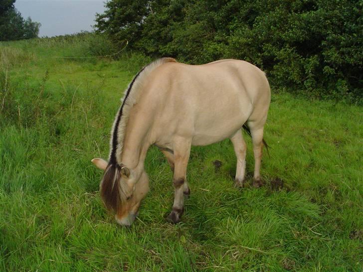 Fjordhest Annabel Kongehøj - Sommergræs billede 2