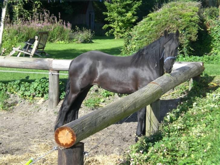 Frieser Maaike Margreet - Se hvor fin jeg kan stå (3,5 år) billede 5