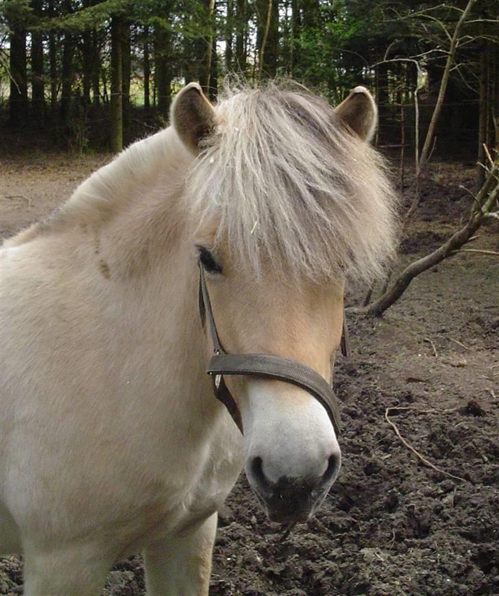 Fjordhest Højgårds Gabby - Gabby billede 1