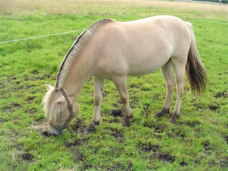 Fjordhest Højgårds Gabby - 1 år og 2 mdr. billede 2