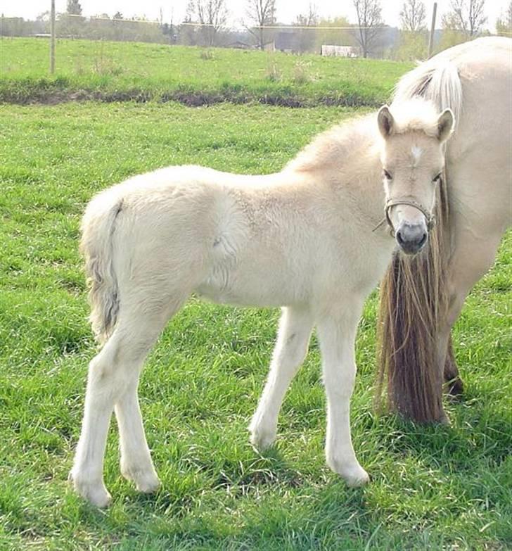 Fjordhest Højgårds Gabby - 1 md gammel billede 3