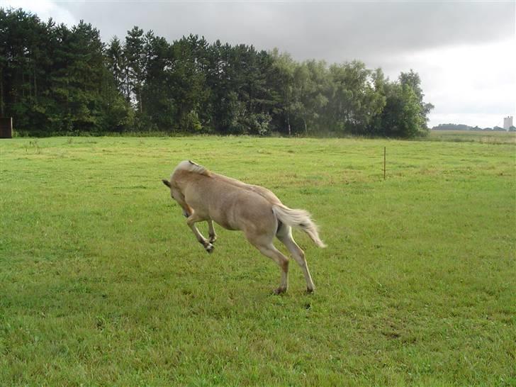 Fjordhest Højgårds Gabby - 4 md og nu kan hun bukke billede 4