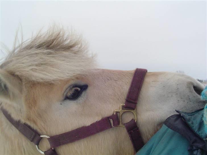 Fjordhest Højgårds Gabby - nussegøj billede 5