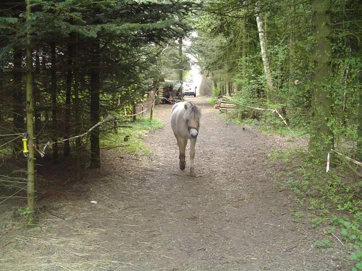 Fjordhest Højgårds Gabby - Gabby på skovtur billede 6