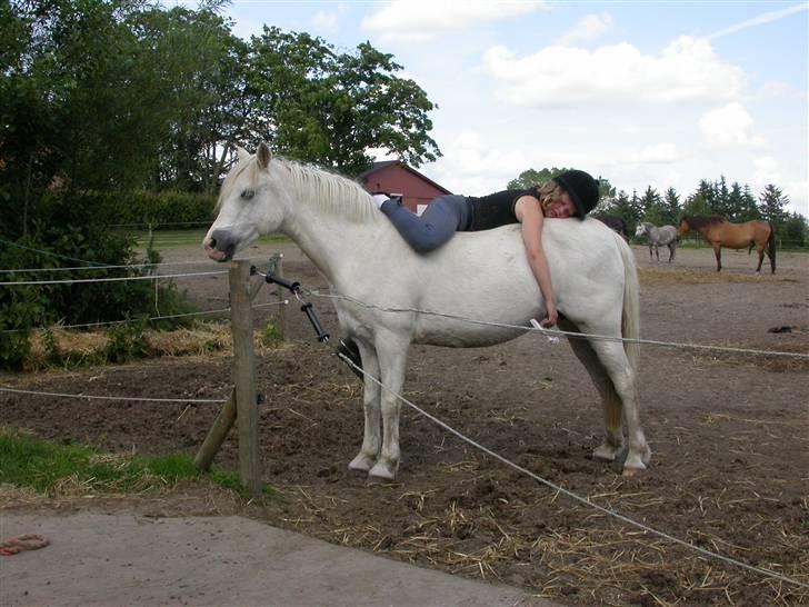Welsh Pony (sec B) Møllegårdens Gisette - Møllegårds Gisette, JORDENS dejligeste pony; har gjort mig til den rytter jeg er idag. billede 1