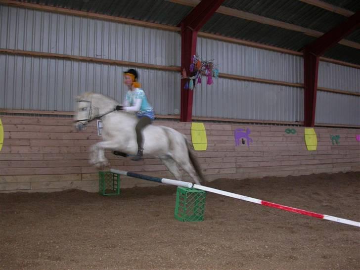 Welsh Pony (sec B) Møllegårdens Gisette - Gisettes søn Thunderbird billede 3