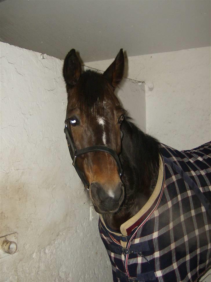 Traver Morassi (S) *Bortgivet til min veninde Karina* - Morassi lige ankommet til banen! billede 1