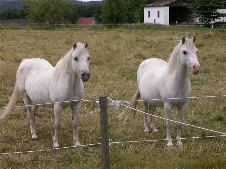Welsh Pony (sec B) Møllegårdens Gisette - Nogle af Gisettes bedste venner ; Biko Lady og Pegasus Charnette II billede 7
