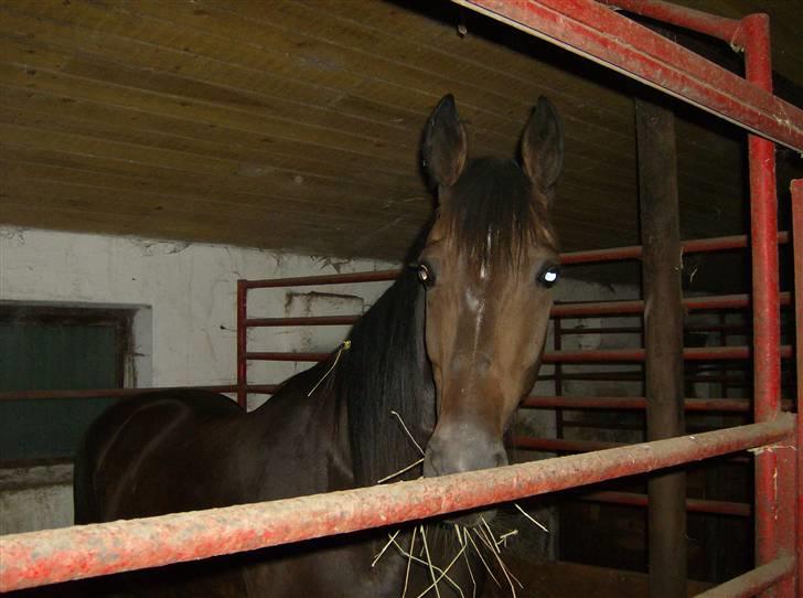 Traver Morassi (S) *Bortgivet til min veninde Karina* - Det her billede er taget, den dag jeg fik ham hjem... billede 3