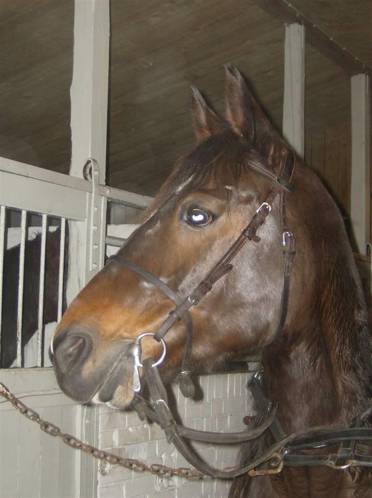 Traver Morassi (S) *Bortgivet til min veninde Karina* - Klar til varmning! billede 4