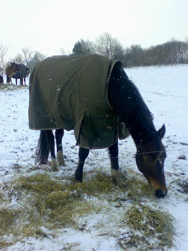 Traver Morassi (S) *Bortgivet til min veninde Karina* - I vintertøjet! billede 5