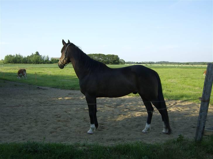 Traver Morassi (S) *Bortgivet til min veninde Karina* - Lækker, lækker lækker!! billede 7