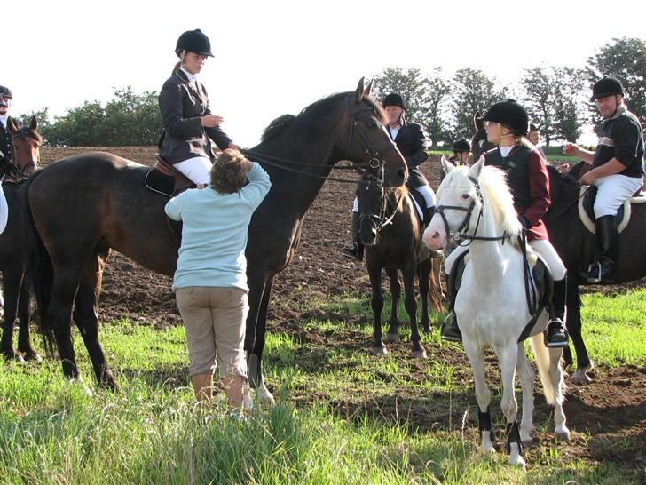 Welsh Pony (sec B) Korreborg's Oline ¤SOLGT¤ - Kan de da ikk snat blive færdige med det snakkeri da... billede 7