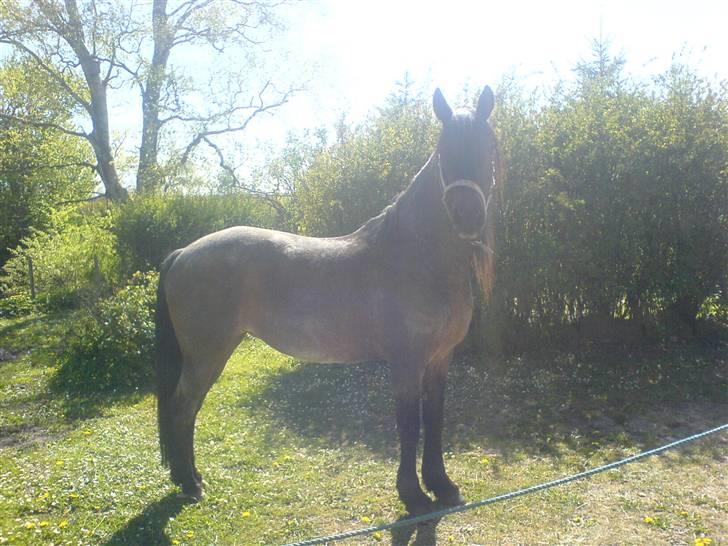 Connemara Molly Malone **R.I.P**:'( - Molly - som en solstråle:D billede 6