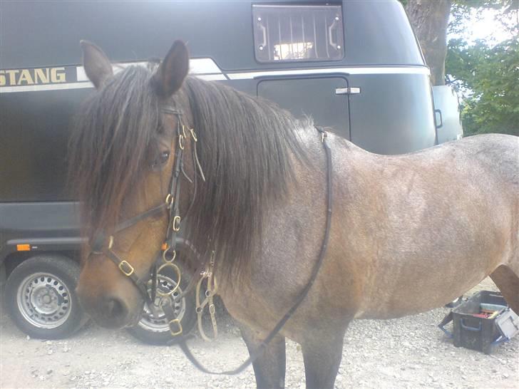 Connemara Molly Malone **R.I.P**:'( - Smukke Molly.. og min smukke Mustang hestetrailer billede 9