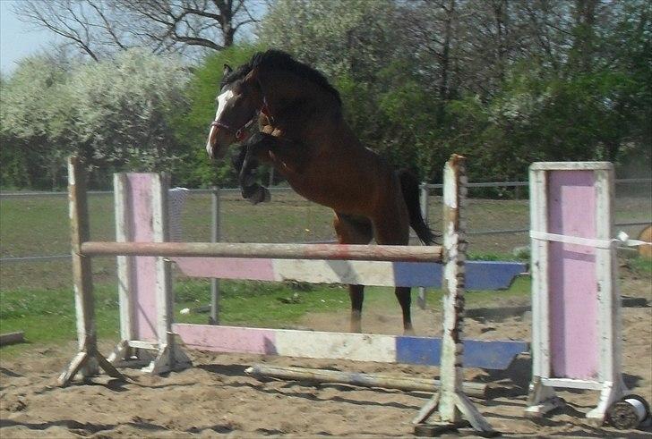 Dansk Varmblod Highlight Imhoff - bøllebob  billede 1