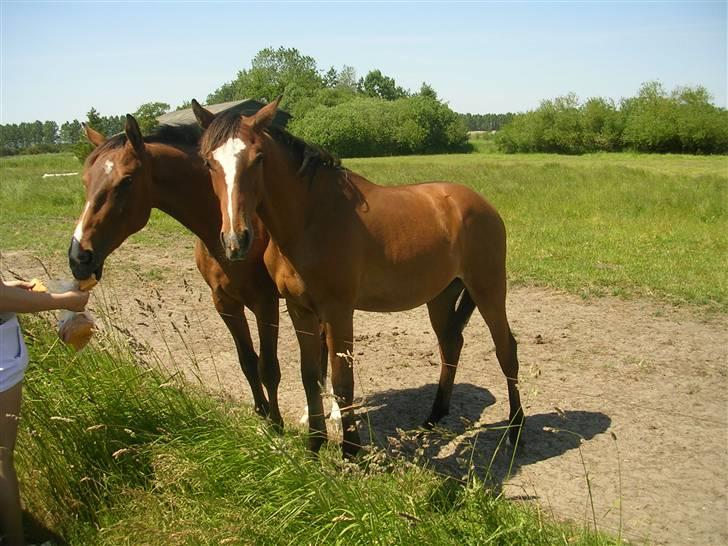 Dansk Varmblod Highlight Imhoff - lander og bøllebob hele brødere :D billede 2