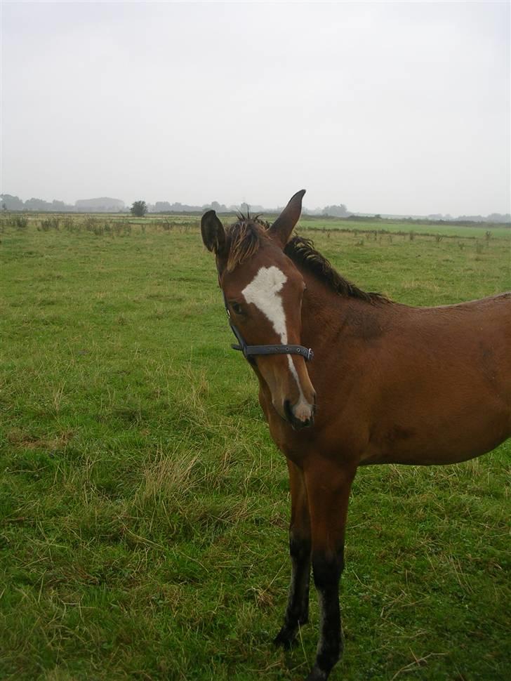 Dansk Varmblod Highlight Imhoff - den elsker og få taget billeder :P billede 3