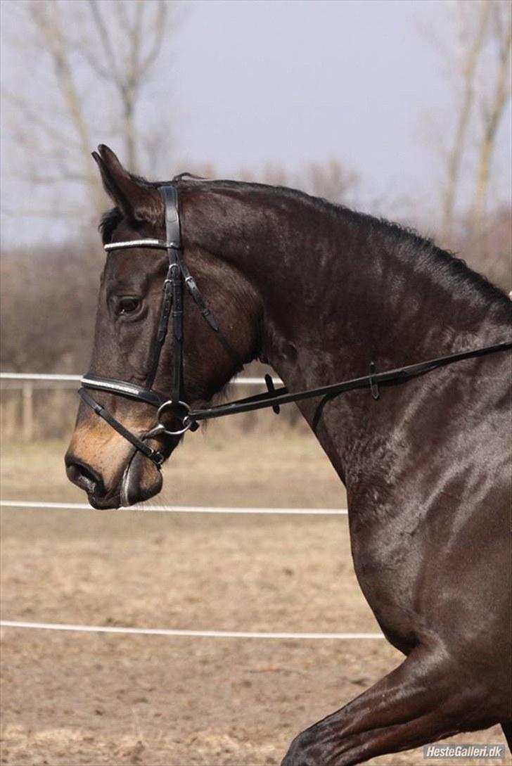 Dansk Varmblod Rosa Østerlund DS 475 - Her skridter hun billede 3