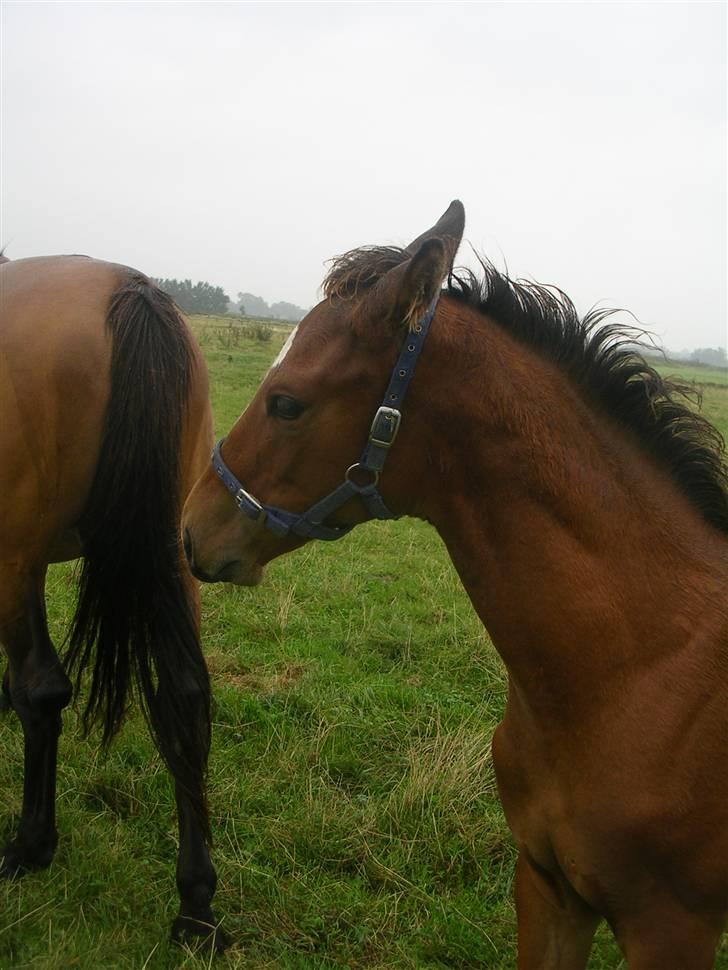 Dansk Varmblod Highlight Imhoff - dejlig bølle bob du er så fræk billede 4