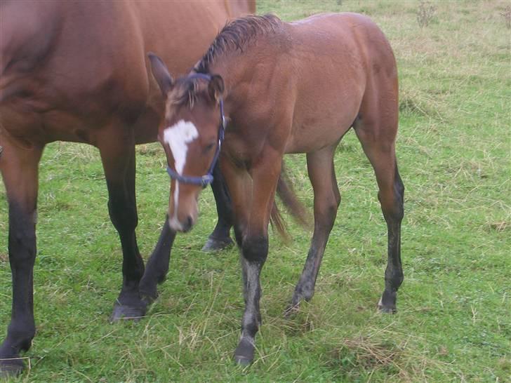 Dansk Varmblod Highlight Imhoff - følle elsker dig :I billede 6