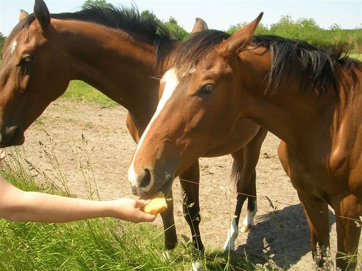 Dansk Varmblod Highlight Imhoff - så dejlig du er elsker dig føl : billede 8