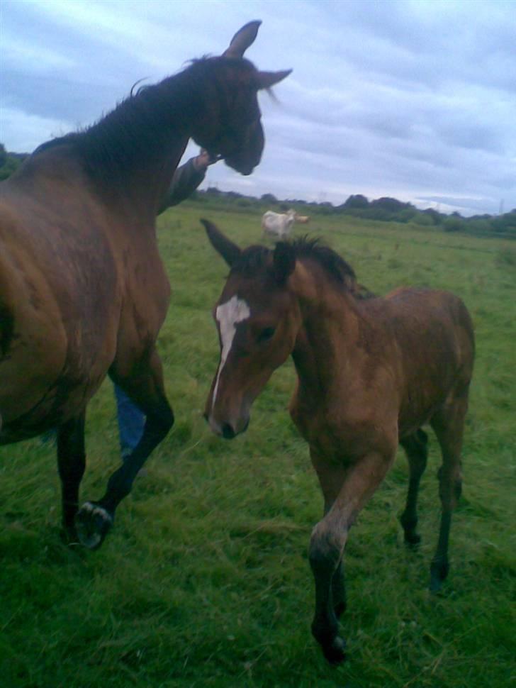 Dansk Varmblod Highlight Imhoff - han gøe sig hingstet :P billede 9