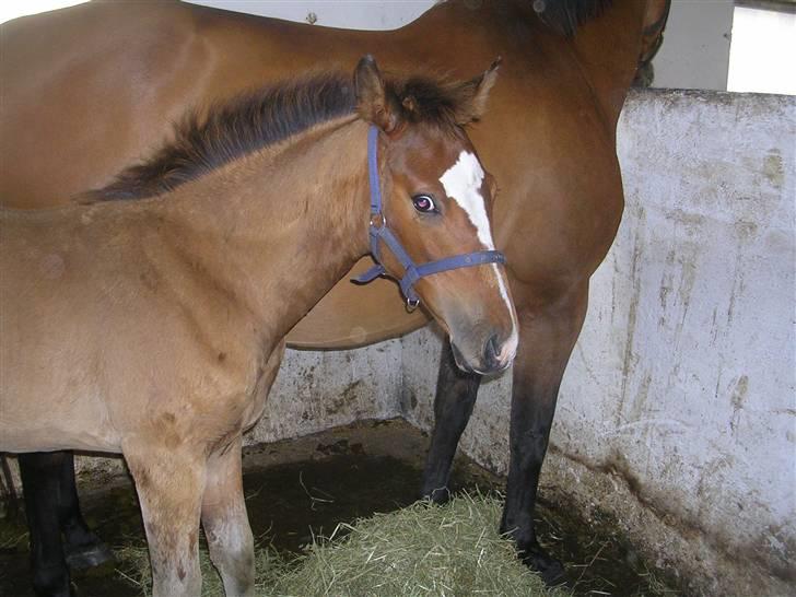 Dansk Varmblod Highlight Imhoff - Da vi hentet ham i jylland elsker det føl :-* billede 10