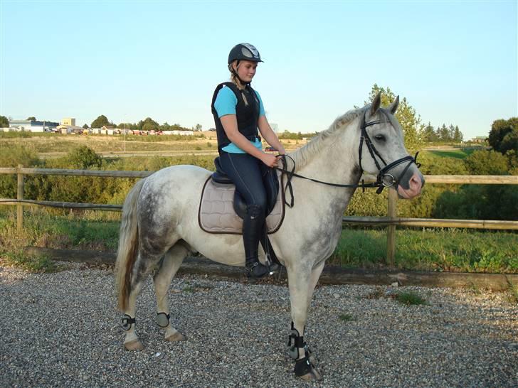 Hollandsk Sportspony Paco  - Springning 19-08-09  - Paco gik fantastisk ! :D <3 Foto : Mette :D  billede 11