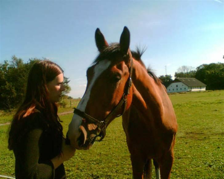 Dansk Varmblod Chievo - "Lille" Chievo på mark billede 8