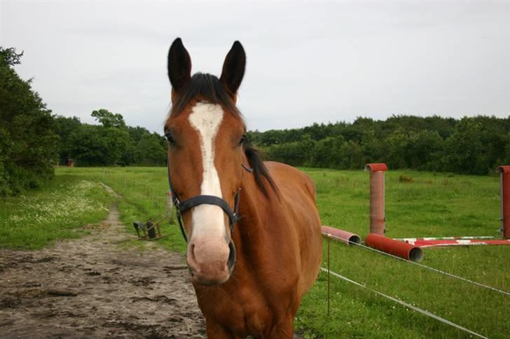 Dansk Varmblod Chievo - Smukke basse billede 11