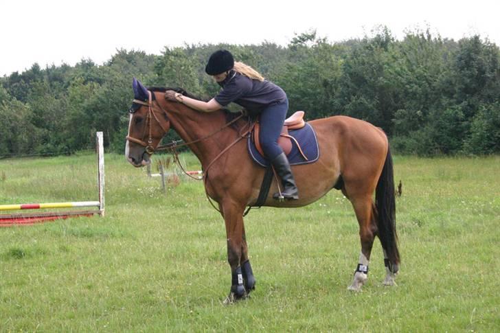 Dansk Varmblod Chievo - Efter en ridetur billede 16