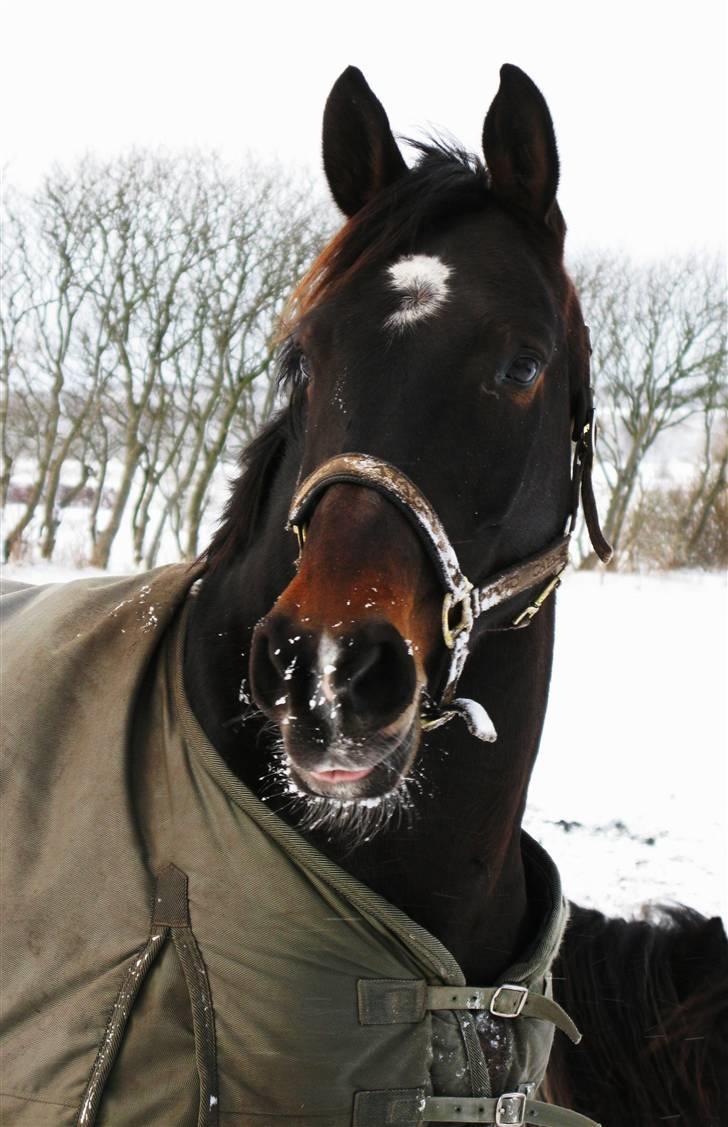 Dansk Varmblod | Legolas - Legolas 17. December 2009 :) billede 6