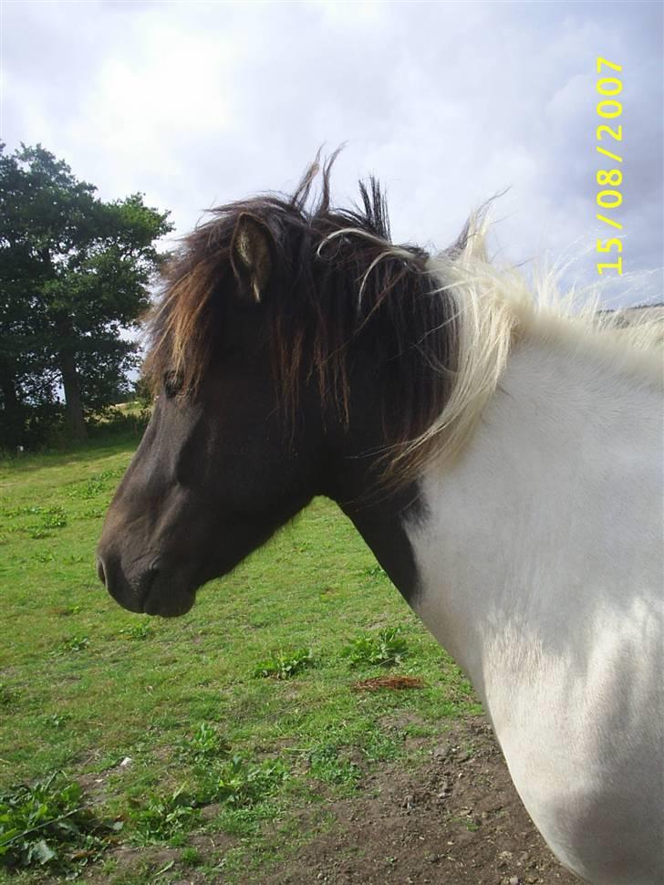 Islænder Krummi fra Nørmark "SOLGT billede 10